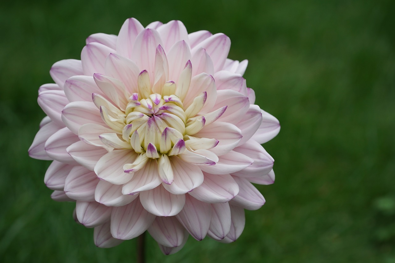 Image - flower meadow green white pink