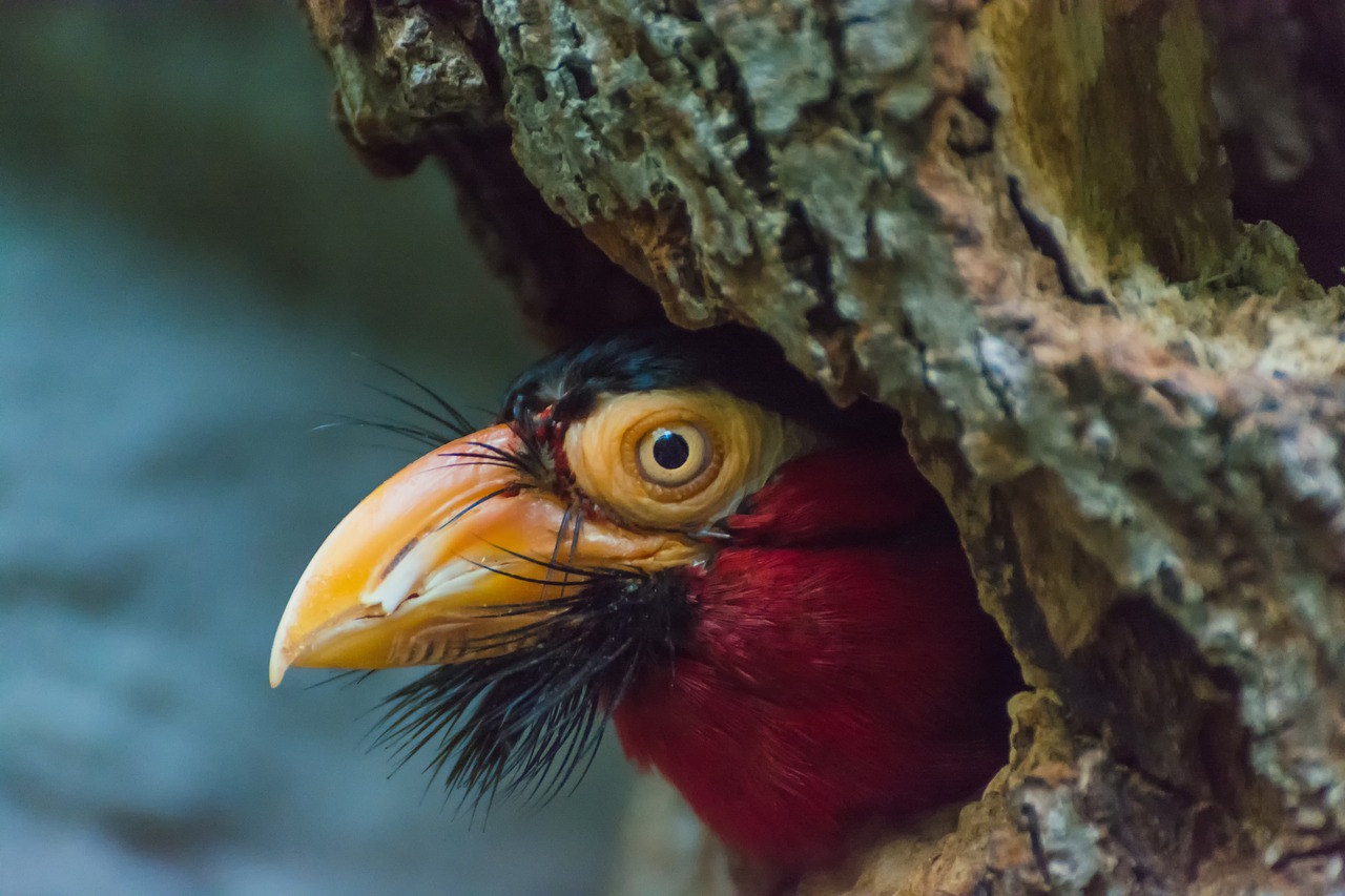 Image - furrow beard bird bird colorful