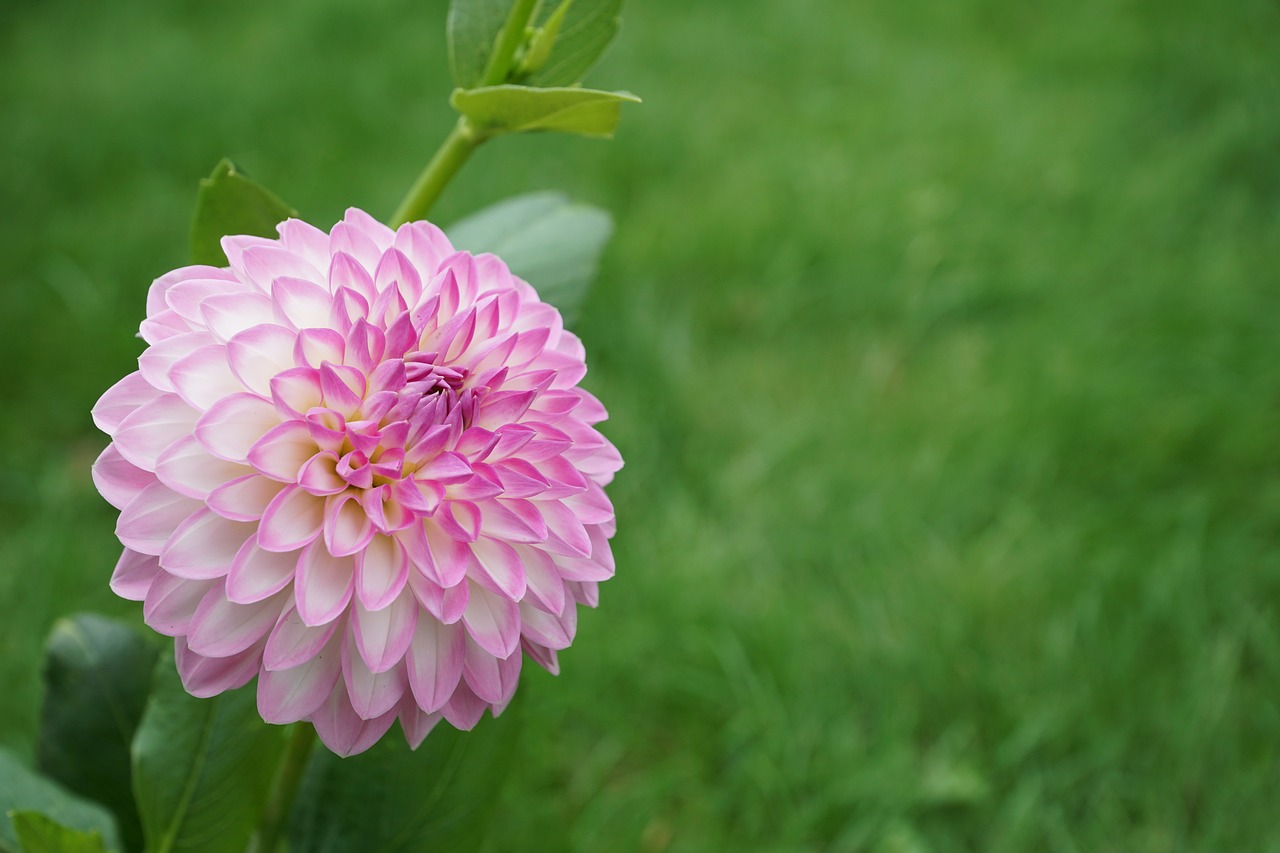 Image - flower meadow garden white flora