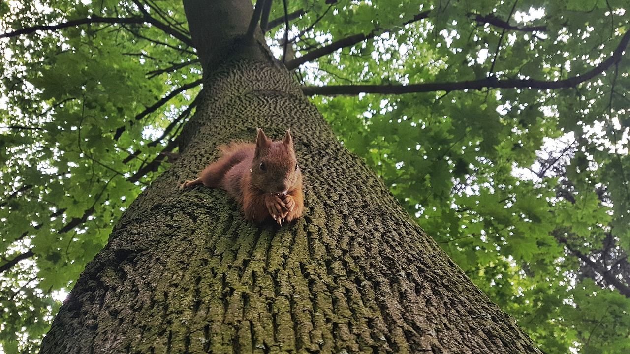 Image - the squirrel tree foliage animal