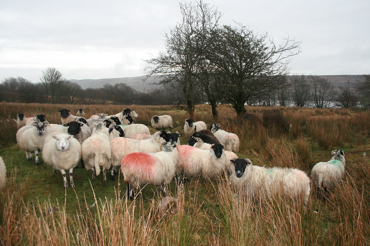 Image - sheep ireland donegal farm animal