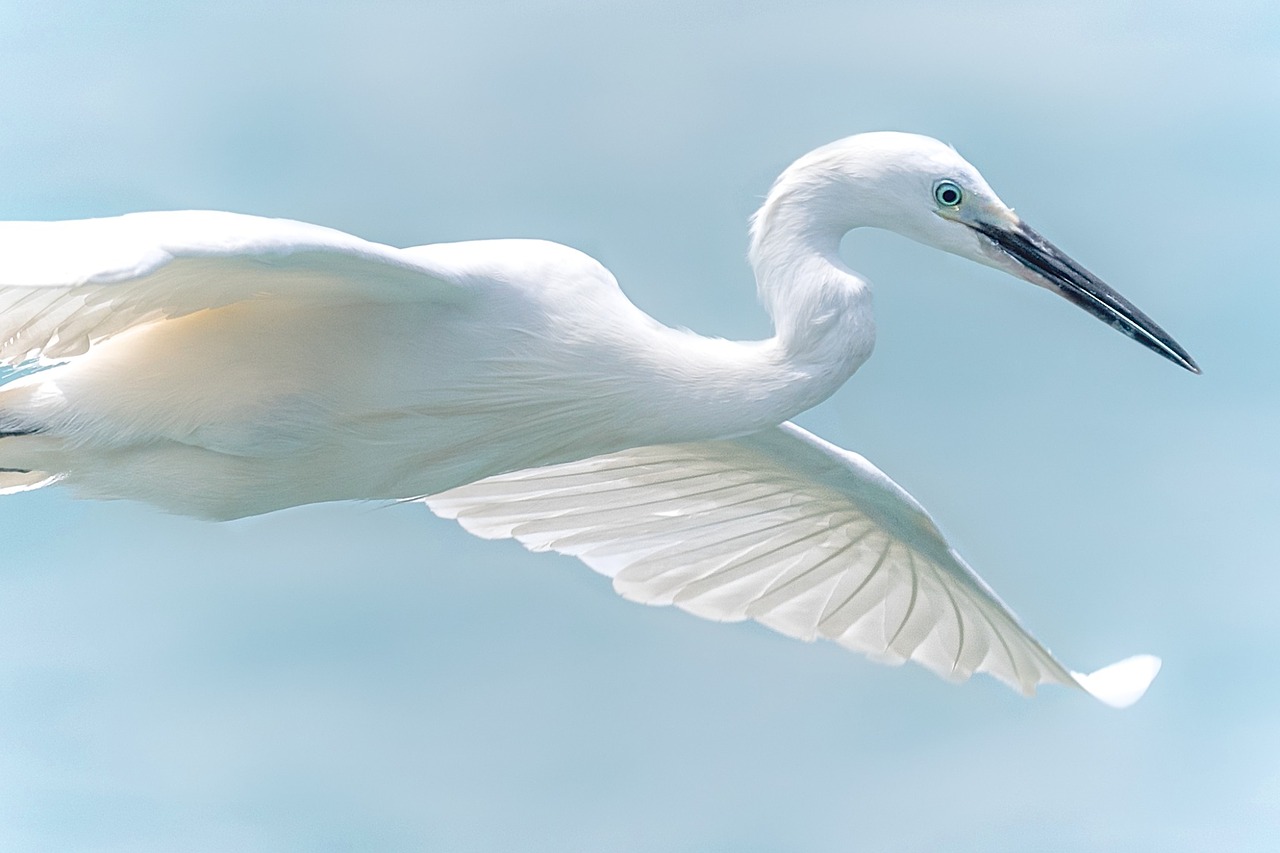 Image - white heron wildlife bird in flight