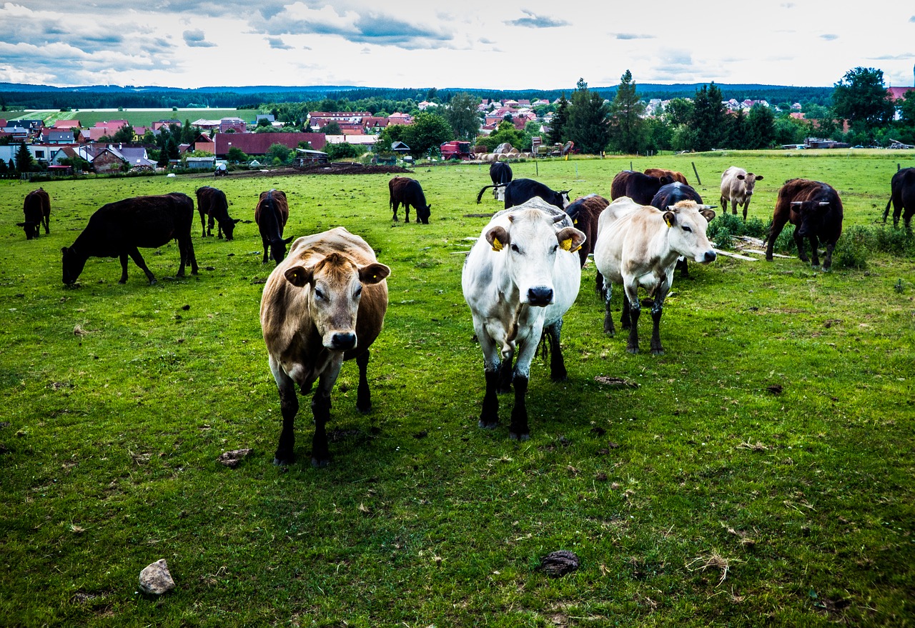 Image - cow farm animals wild field grass