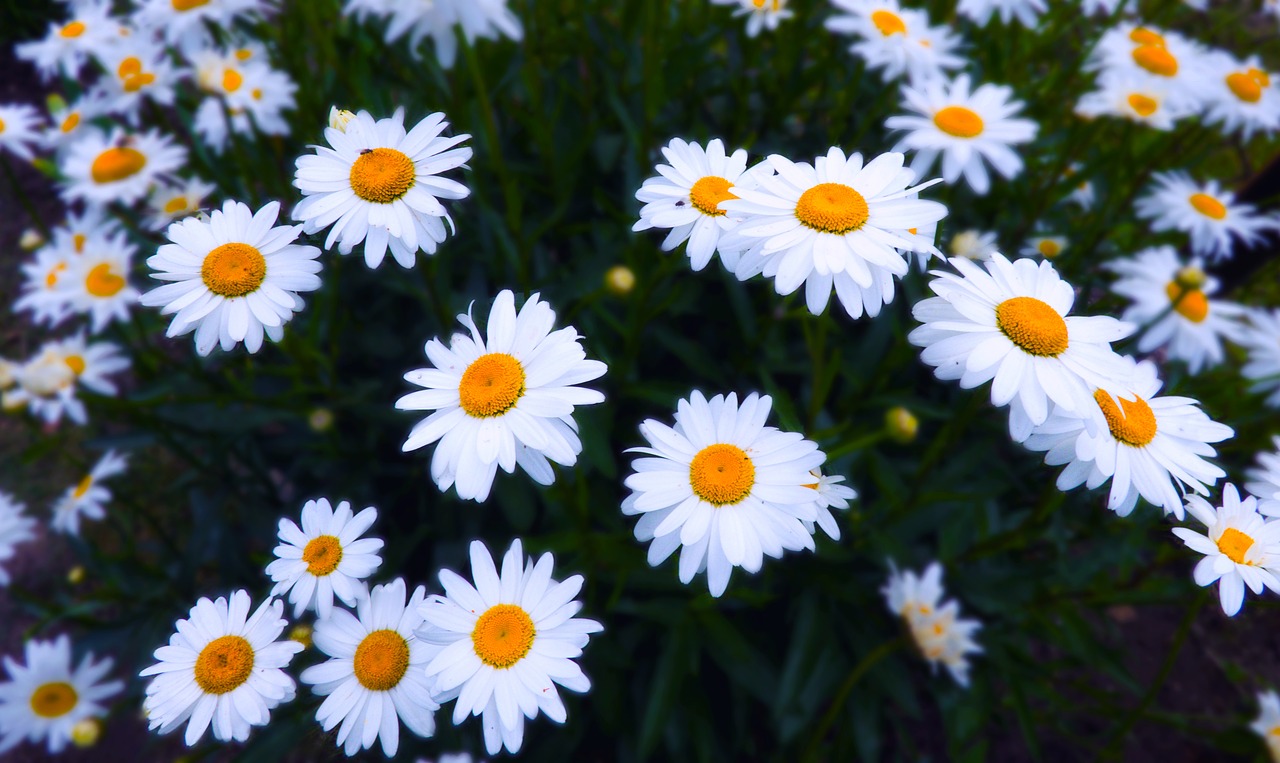 Image - flower bloom night white garden