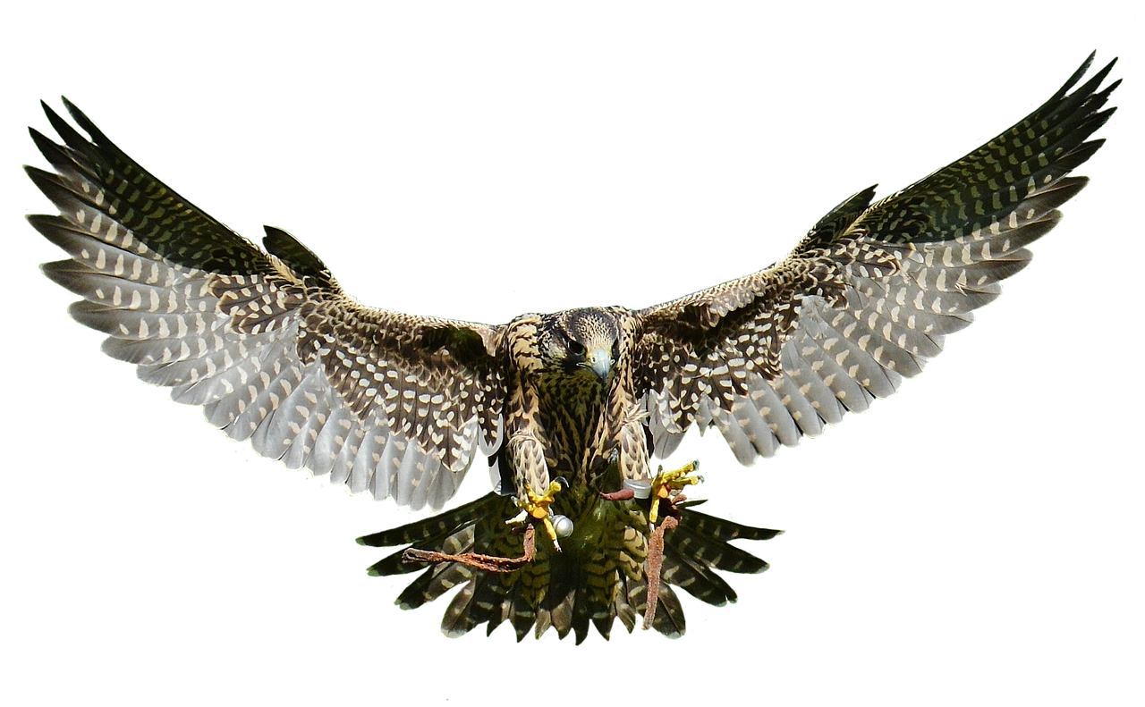 Image - falcon approach prey access raptor