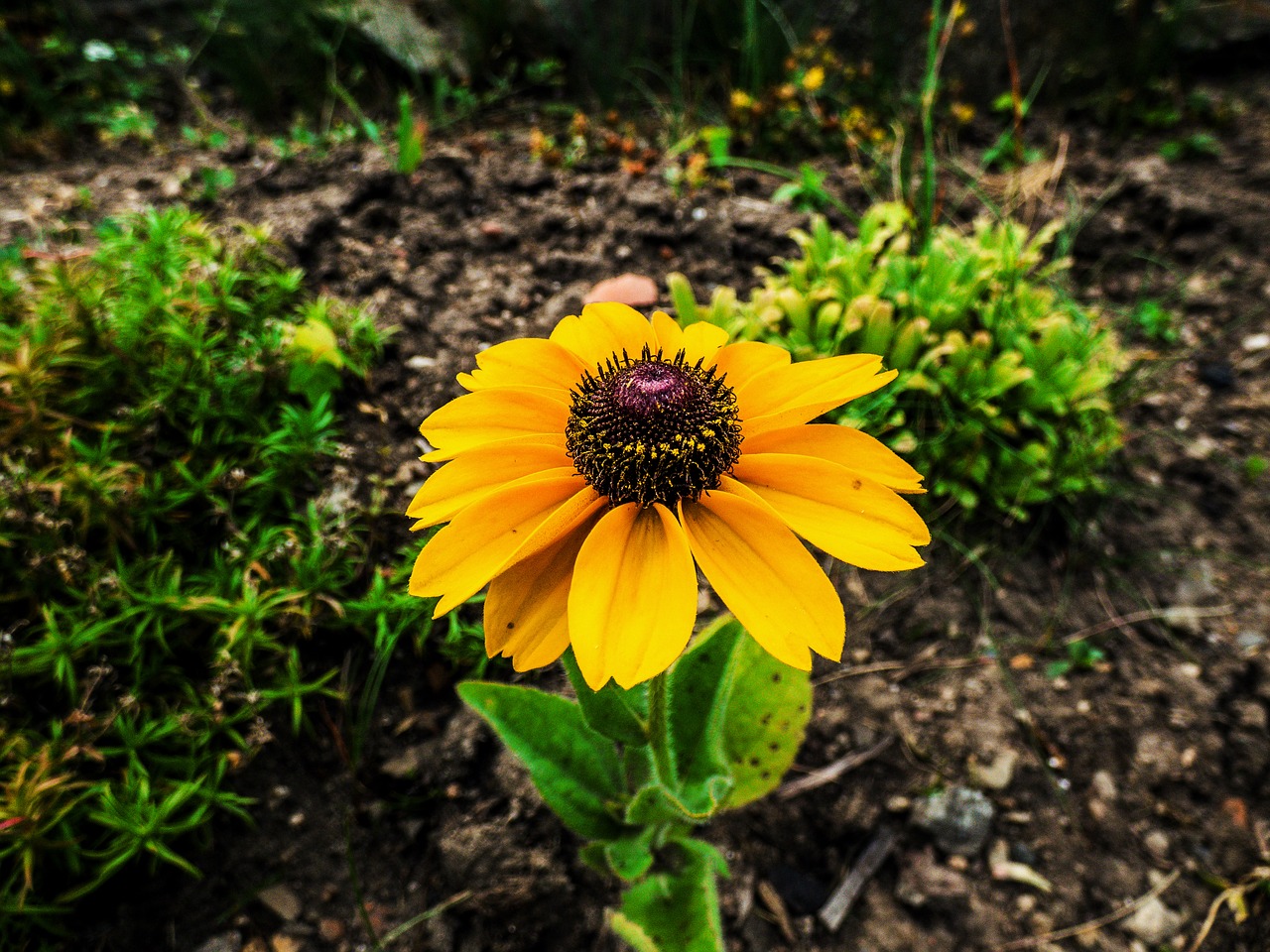 Image - flower green yellow nature outside