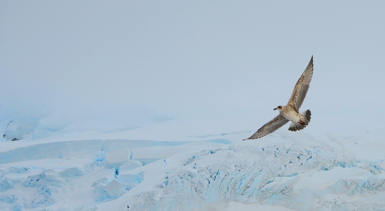 Image - bird wings antarctica feather