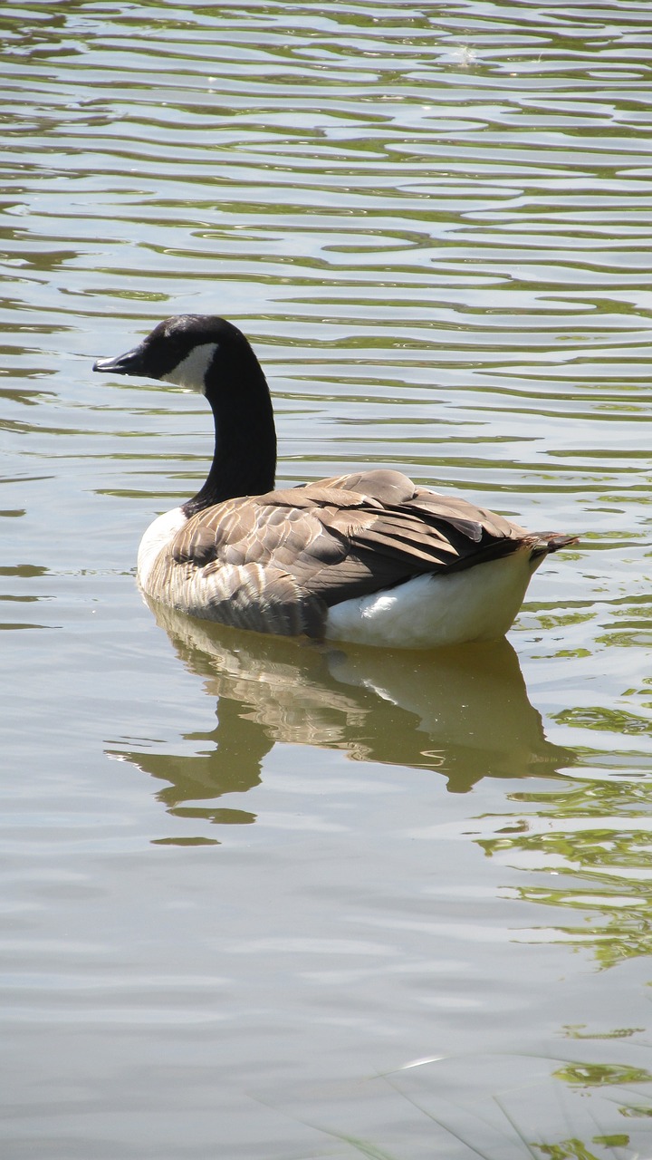 Image - duck landscape male