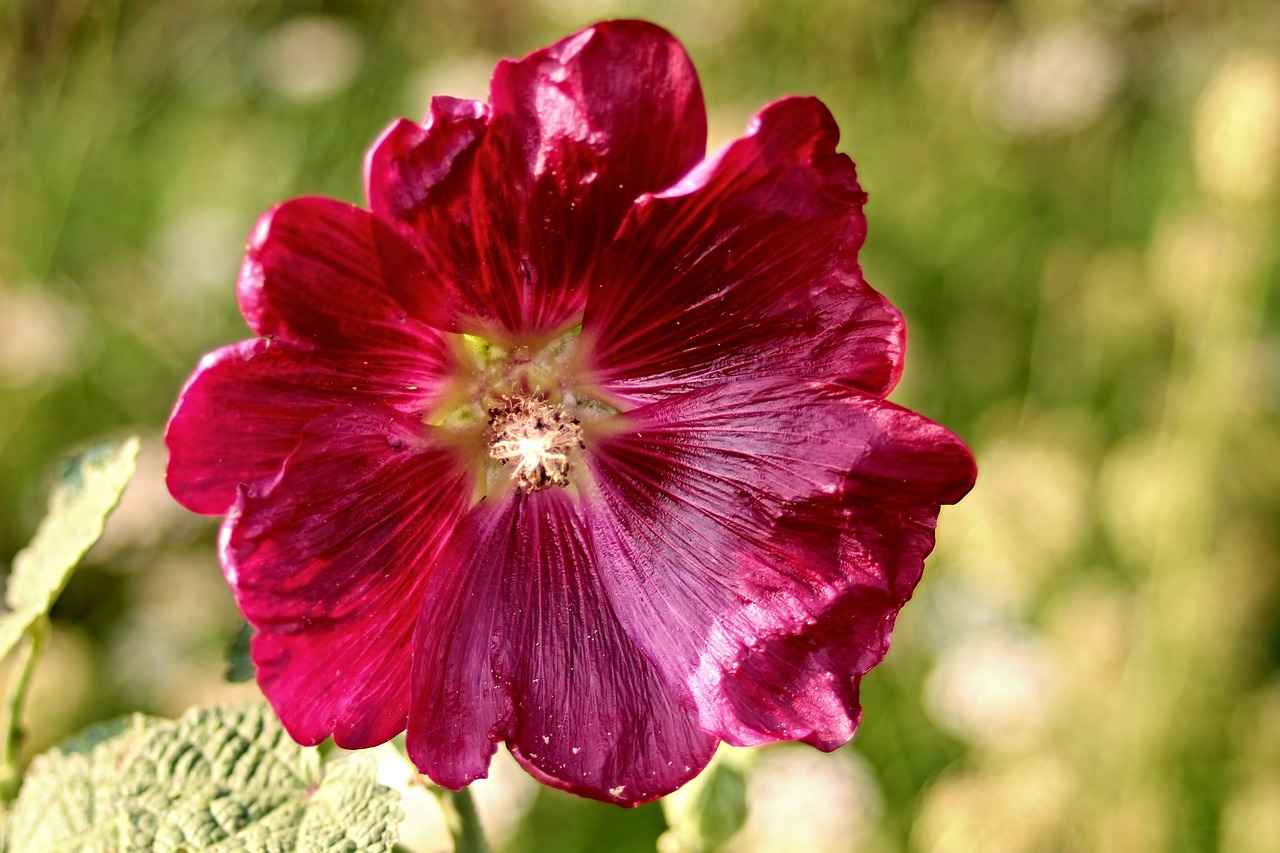 Image - stock rose alcea rosea baby rose