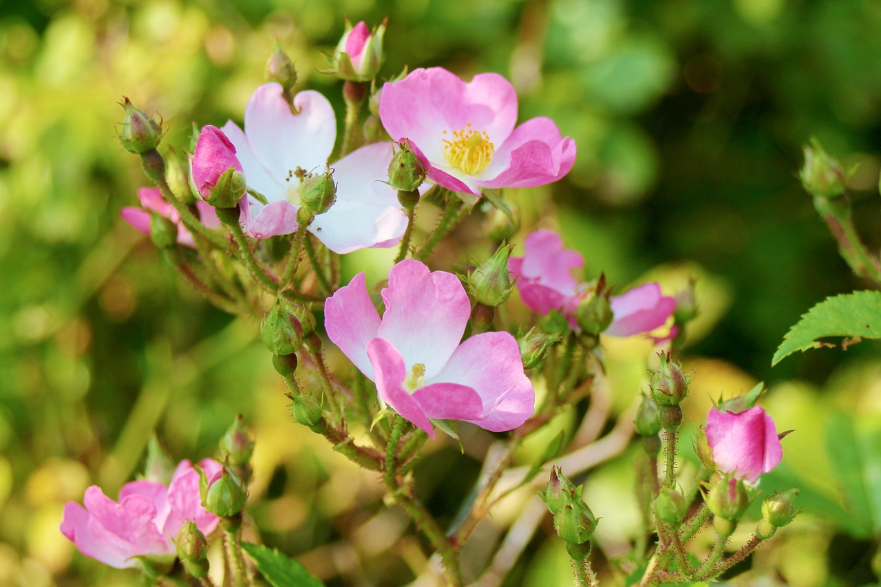 Image - dog roses rosa canina wild rose red
