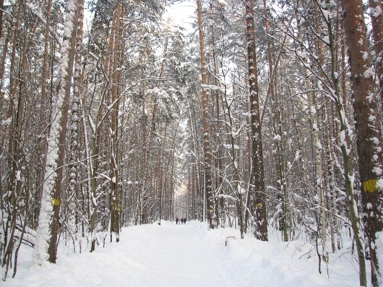 Image - forest winter sky branch nature