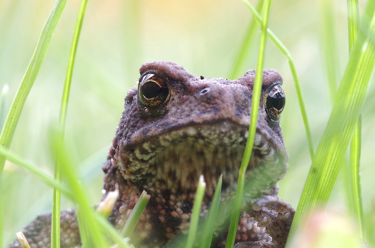 Image - a toad the frog young green grass