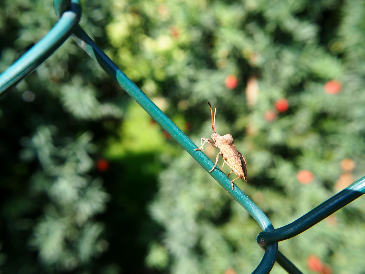 Image - fence wire beetle nature insect