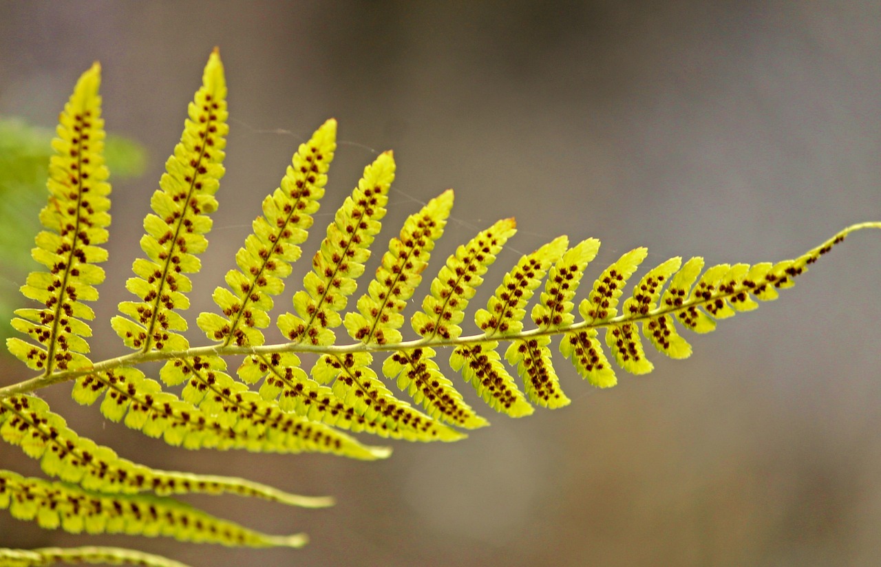 Image - fern leaf fern green spores plant