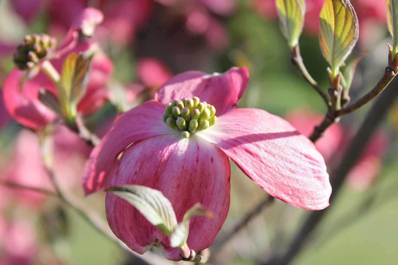 Image - pink dogwood tree blooming floral