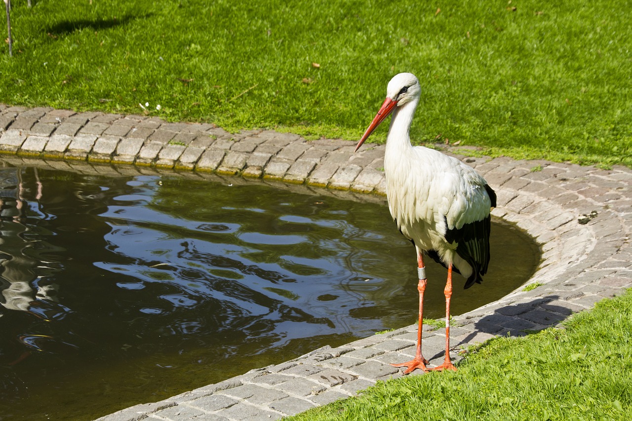 Image - stork pond rattle stork park