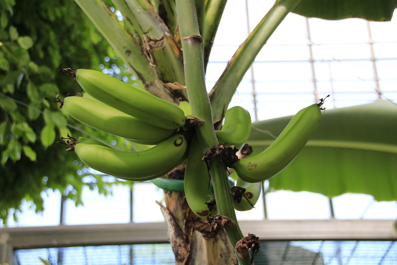 Image - banana shrub bananas banana plant