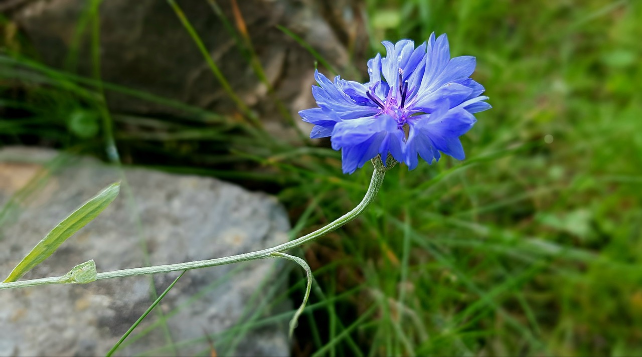 Image - blossom bloom cornflower flower