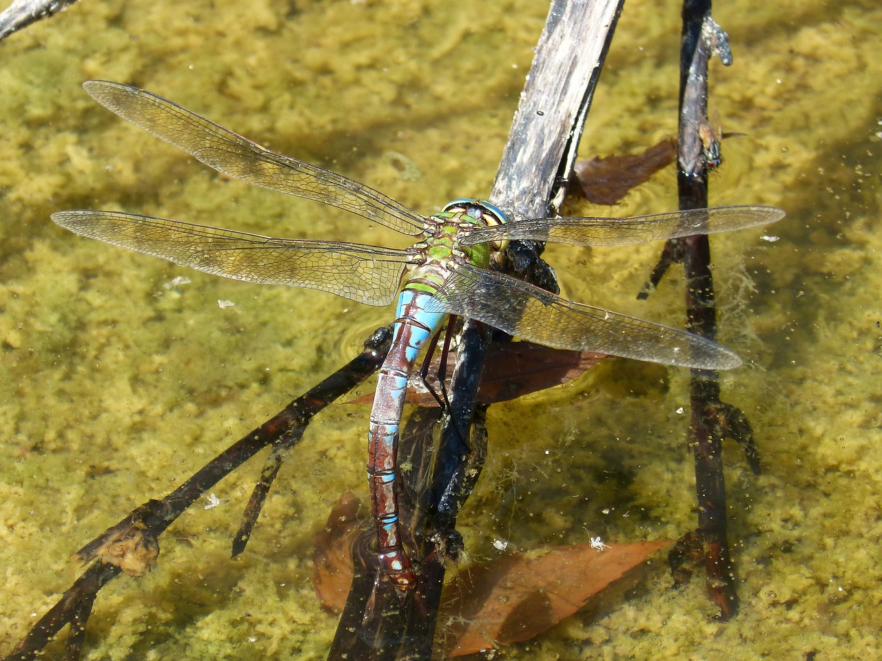 Image - dragonfly aeshna cyanea wet ass
