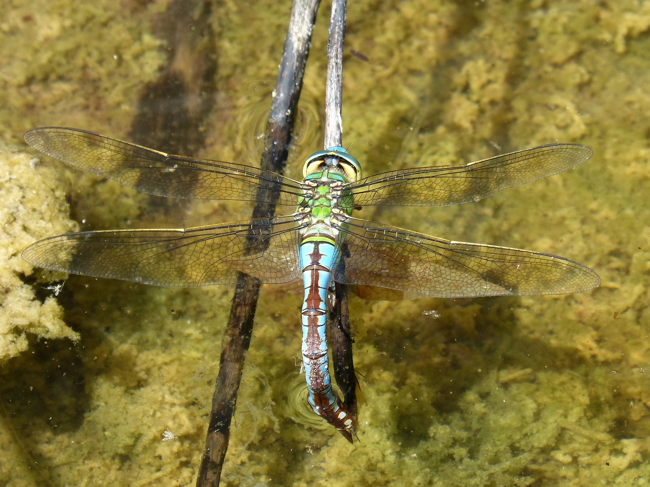 Image - dragonfly aeshna cyanea wet ass