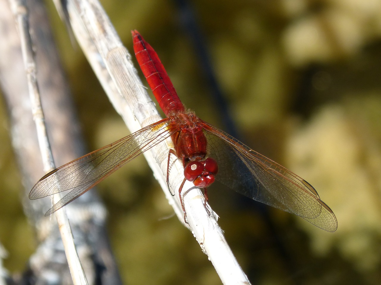 Image - red dragonfly dragonfly branch