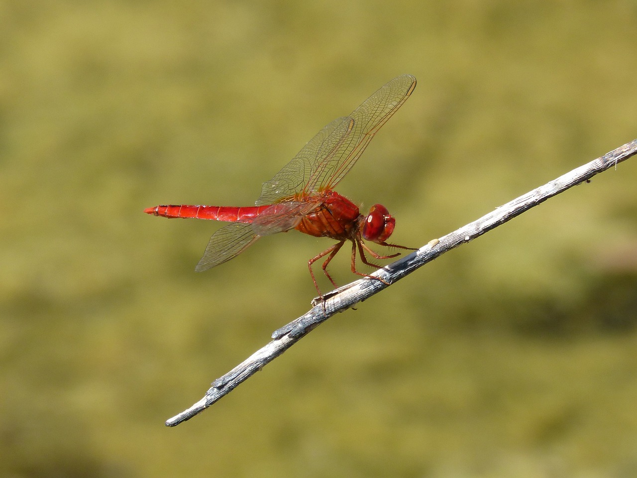 Image - red dragonfly dragonfly branch