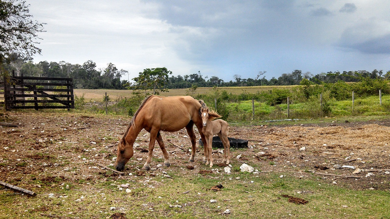 Image - horse palomino mare