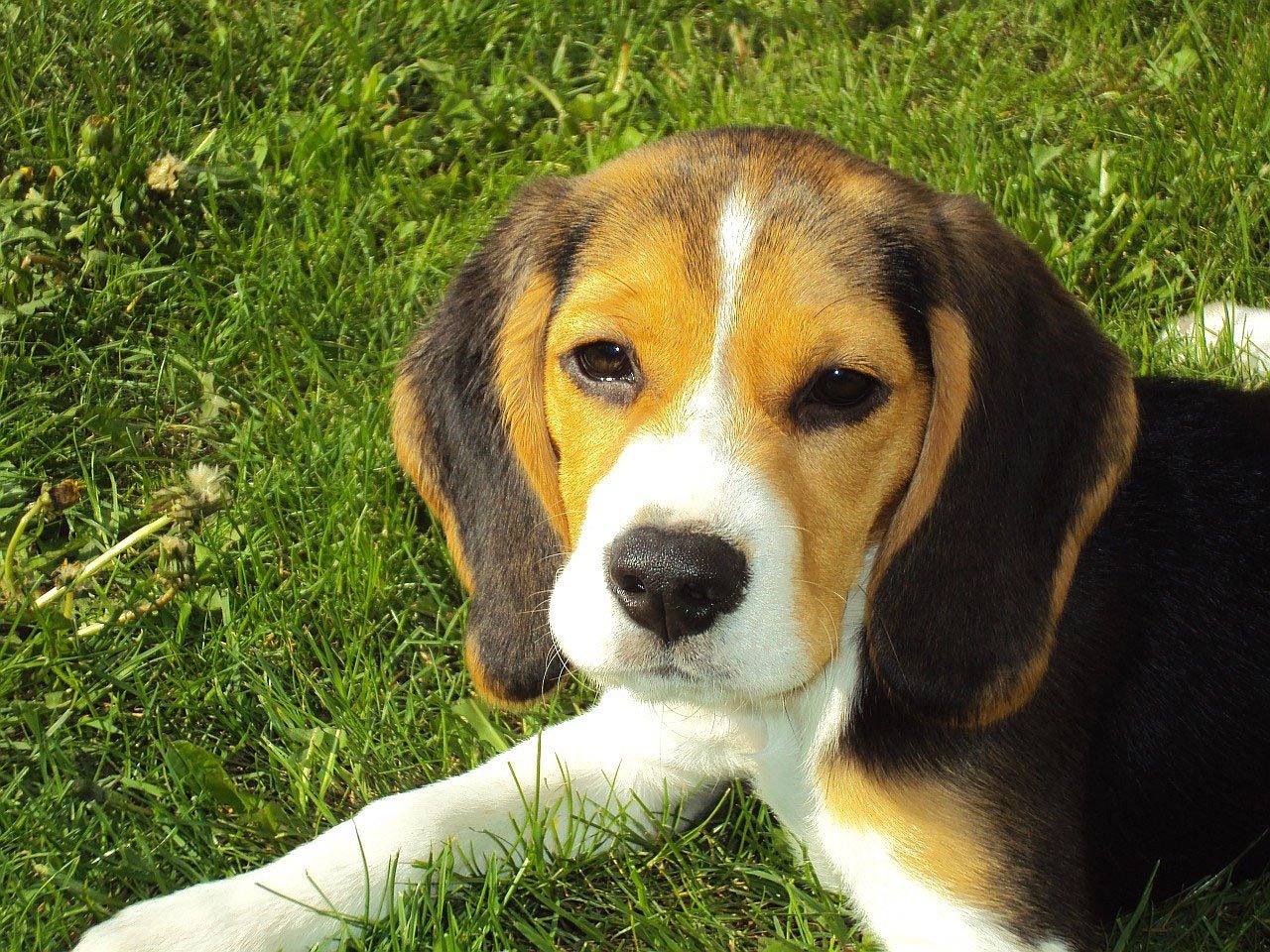 Image - beagle puppy beagle hound dog