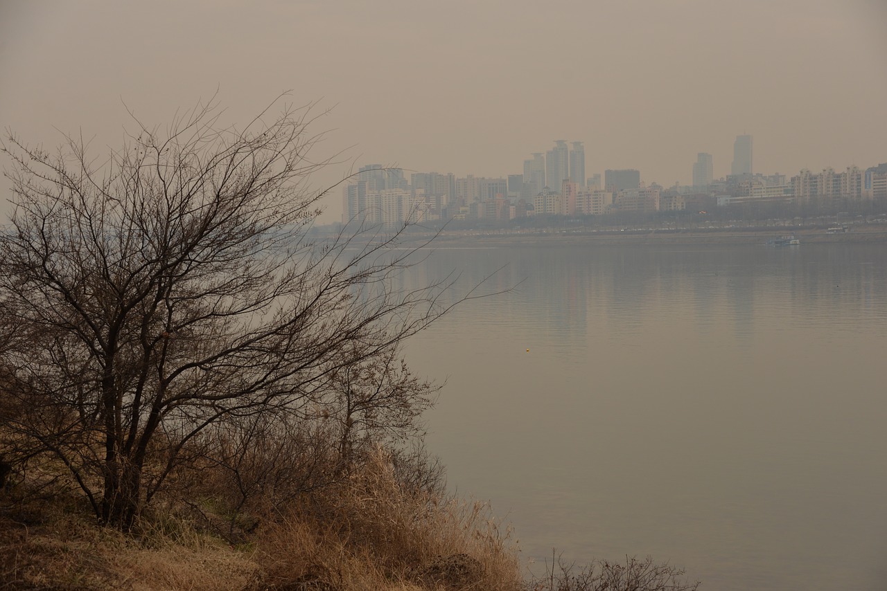 Image - wood by the river tree