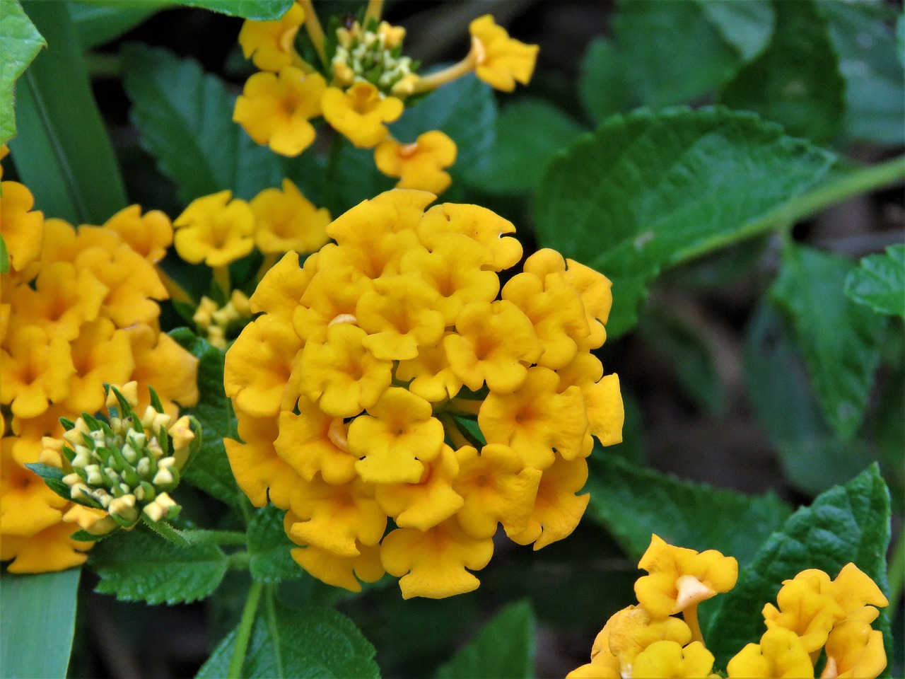 Image - flower tiny yellow garden