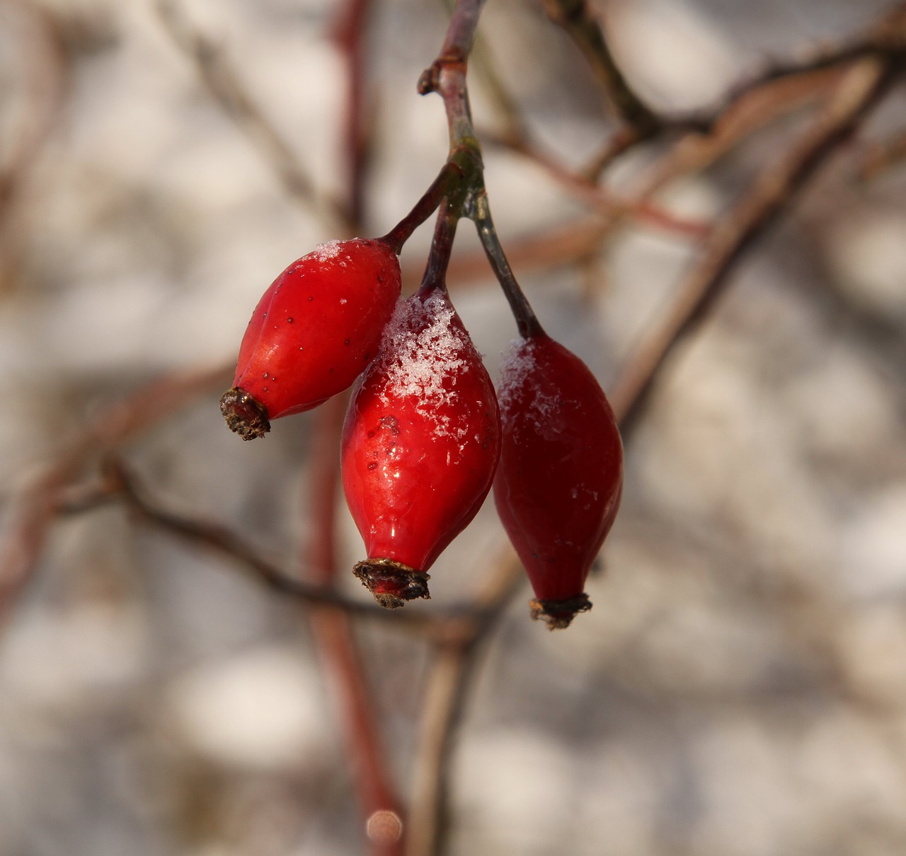 Image - wintry rose fruit jam additional