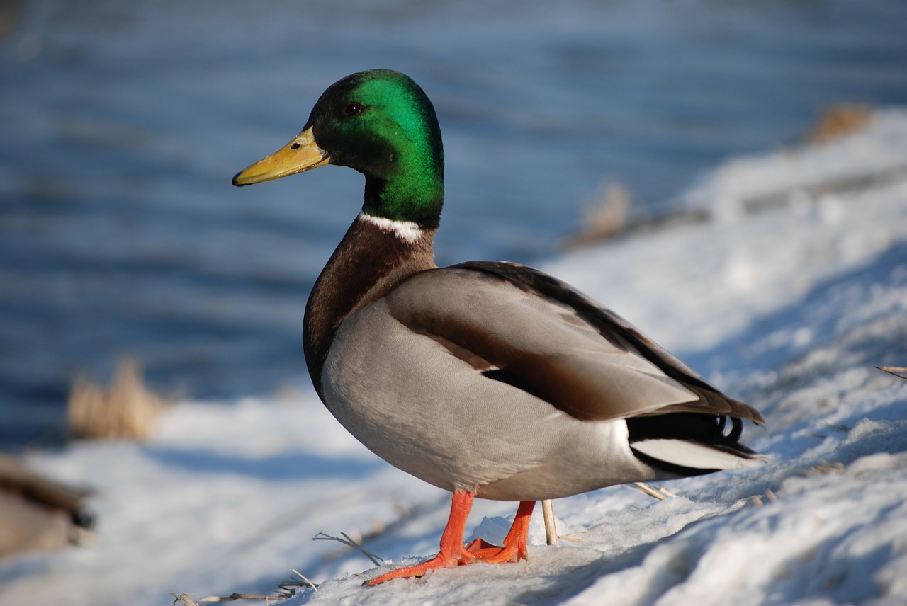 Image - duck kaczor animal wild bird duck