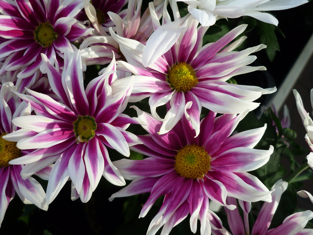 Image - aster white reddish striped