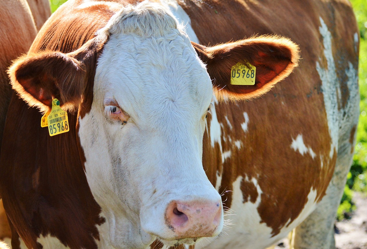 Image - cow beef ruminant cattle livestock