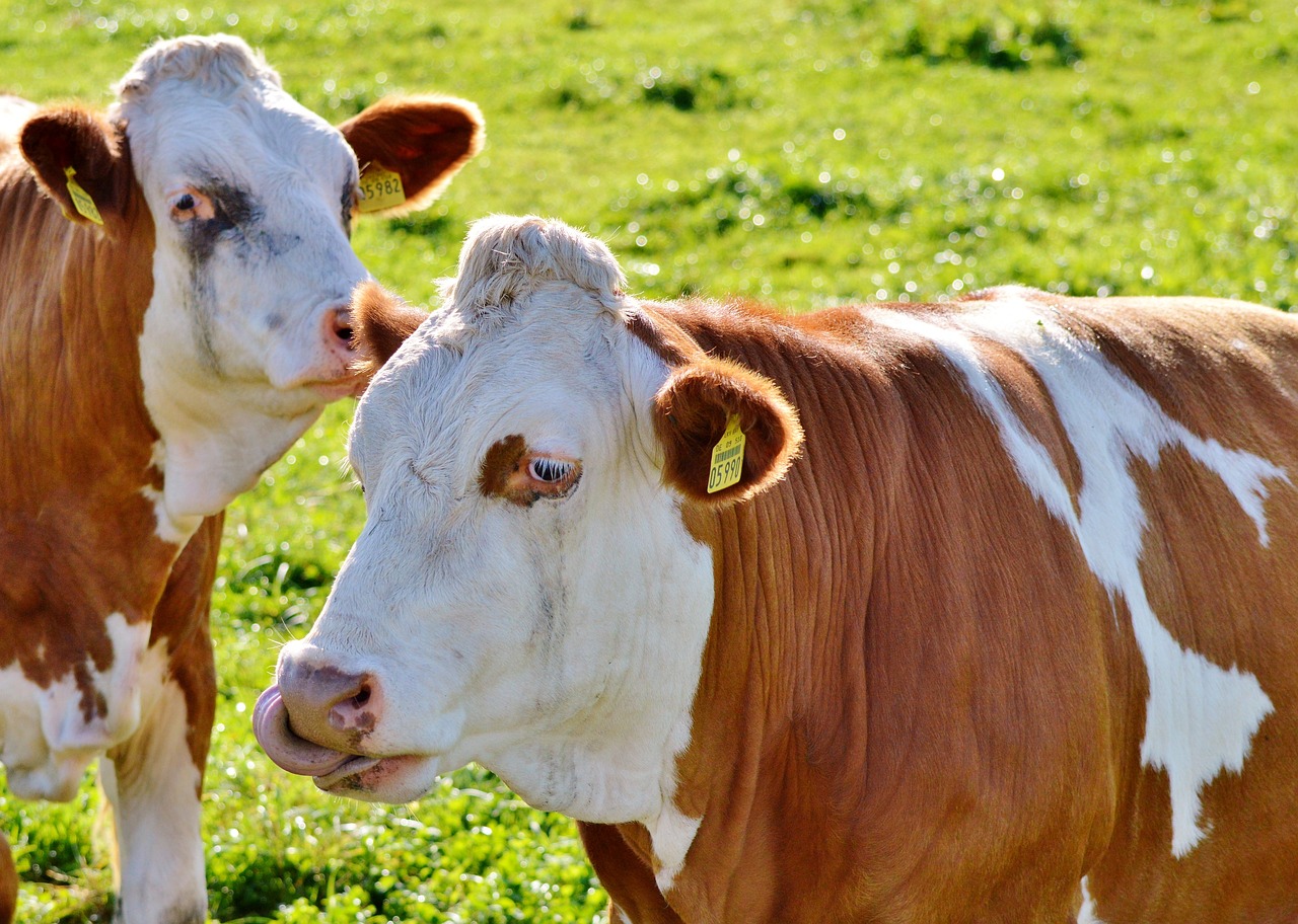 Image - cow beef ruminant cattle livestock