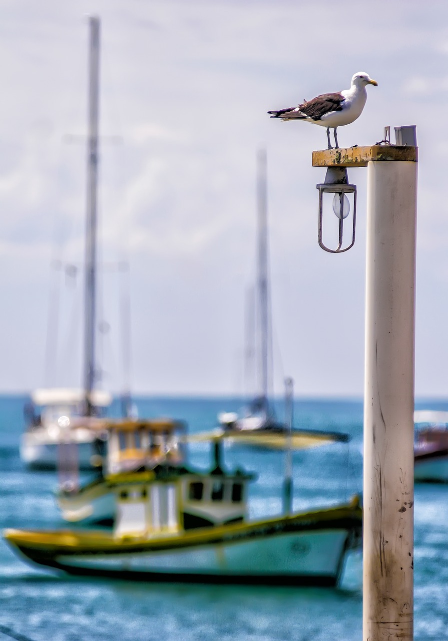 Image - ship bird boat pier water sky