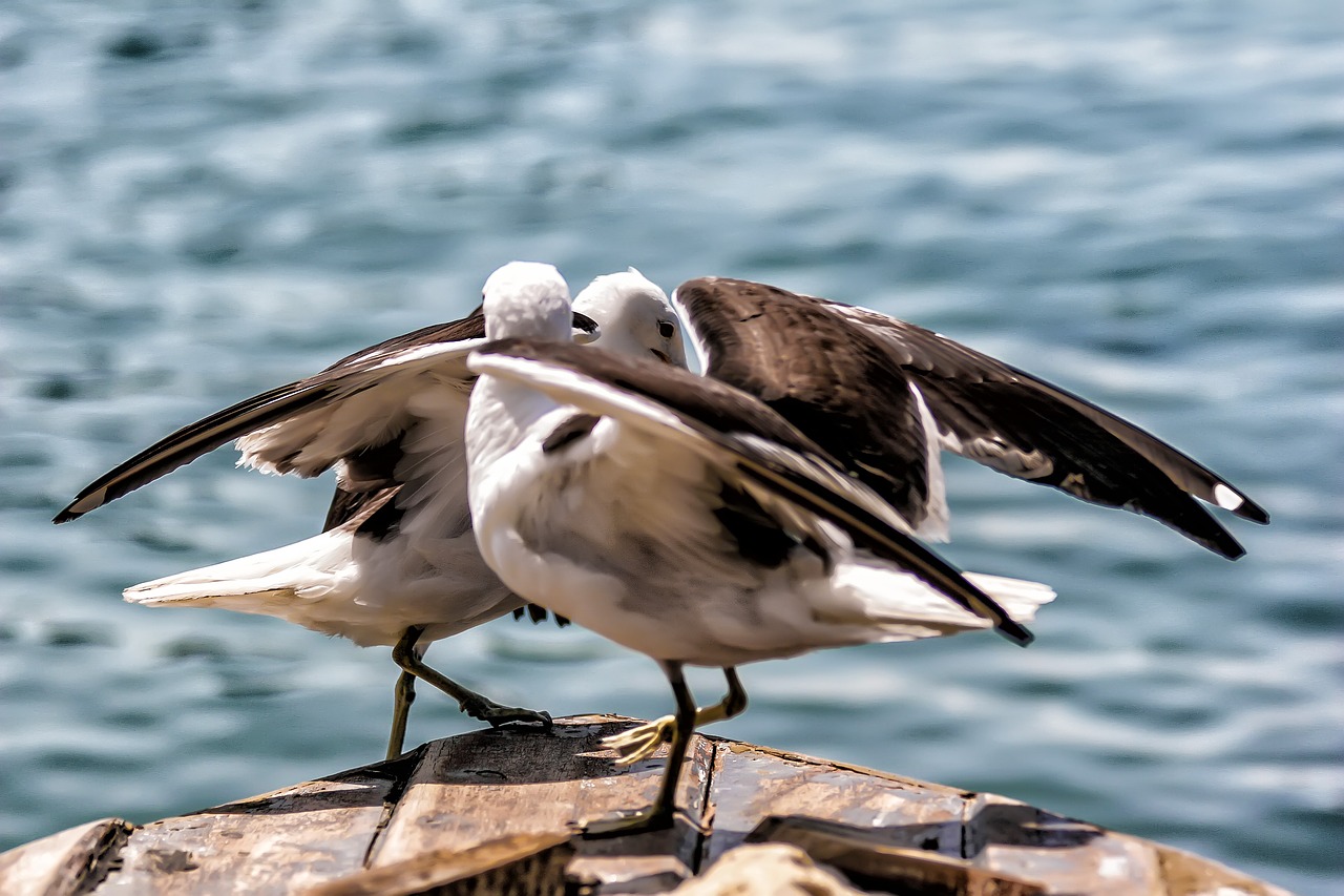 Image - bird litoral mar beach sky