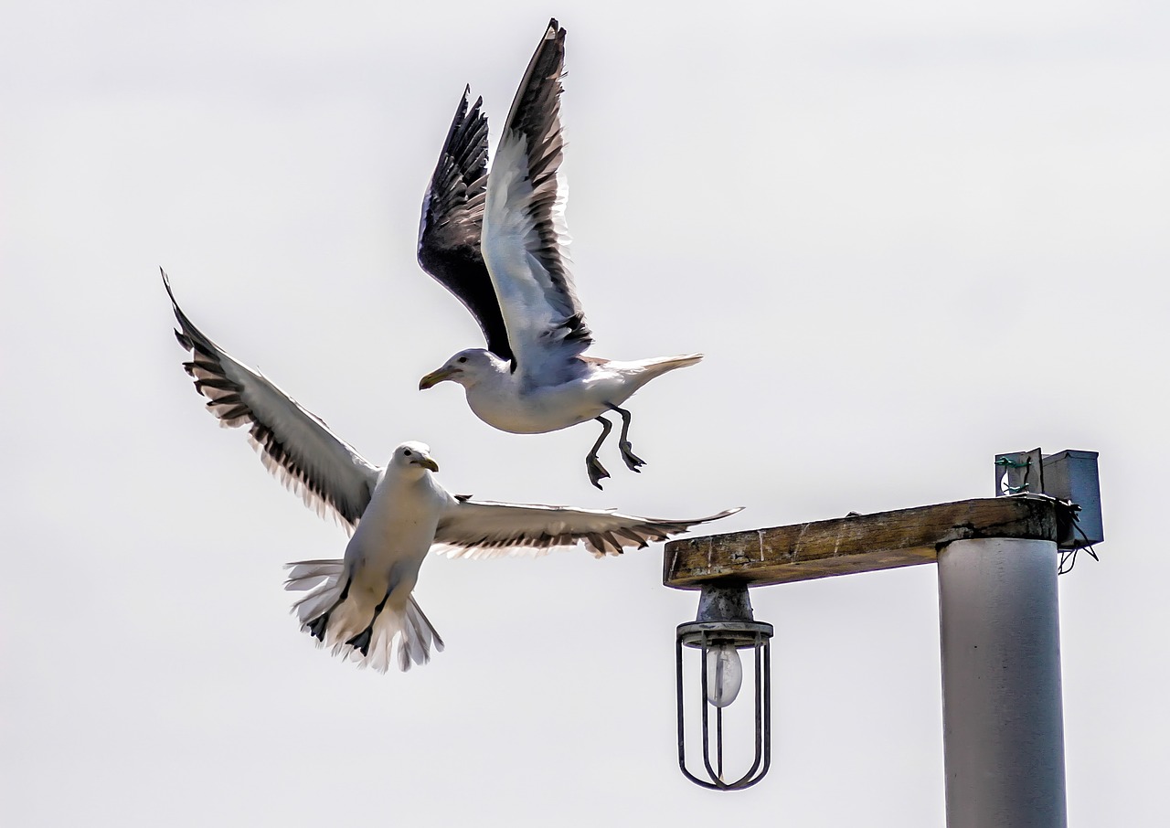 Image - bird litoral mar beach sky