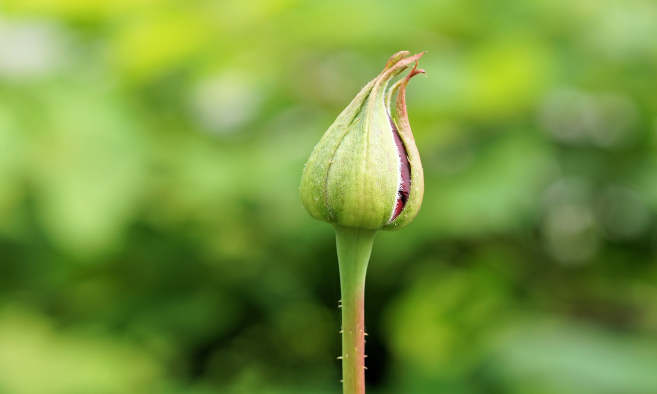 Image - rose flower blossom bloom nature