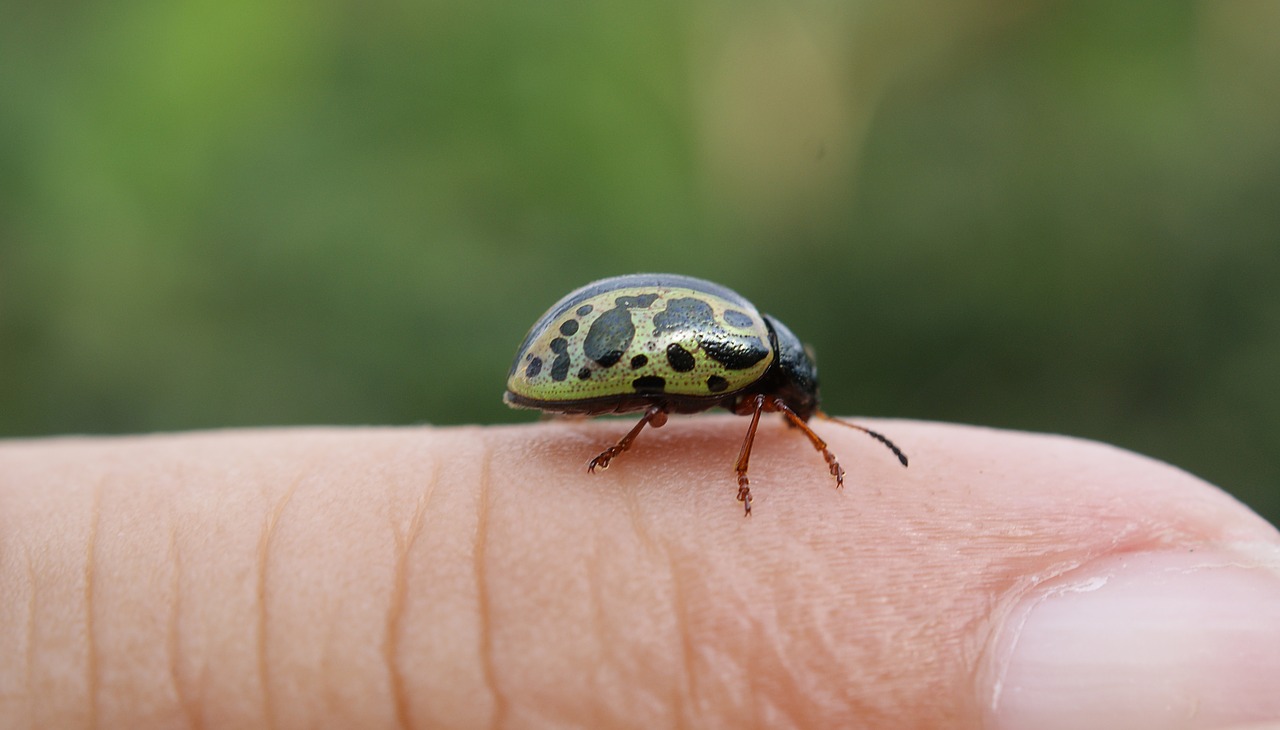 Image - nature insect ladybug flying insect