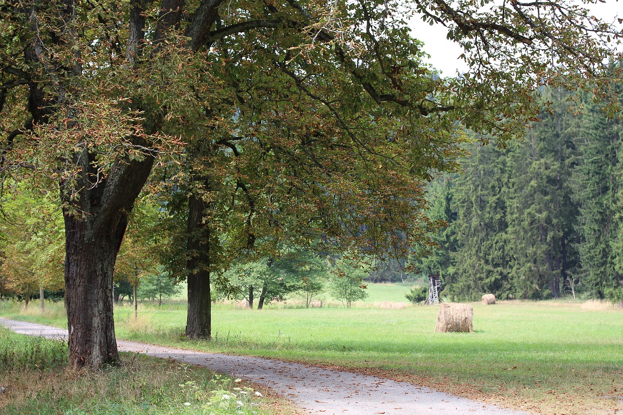 Image - the selketal valley forest meadow
