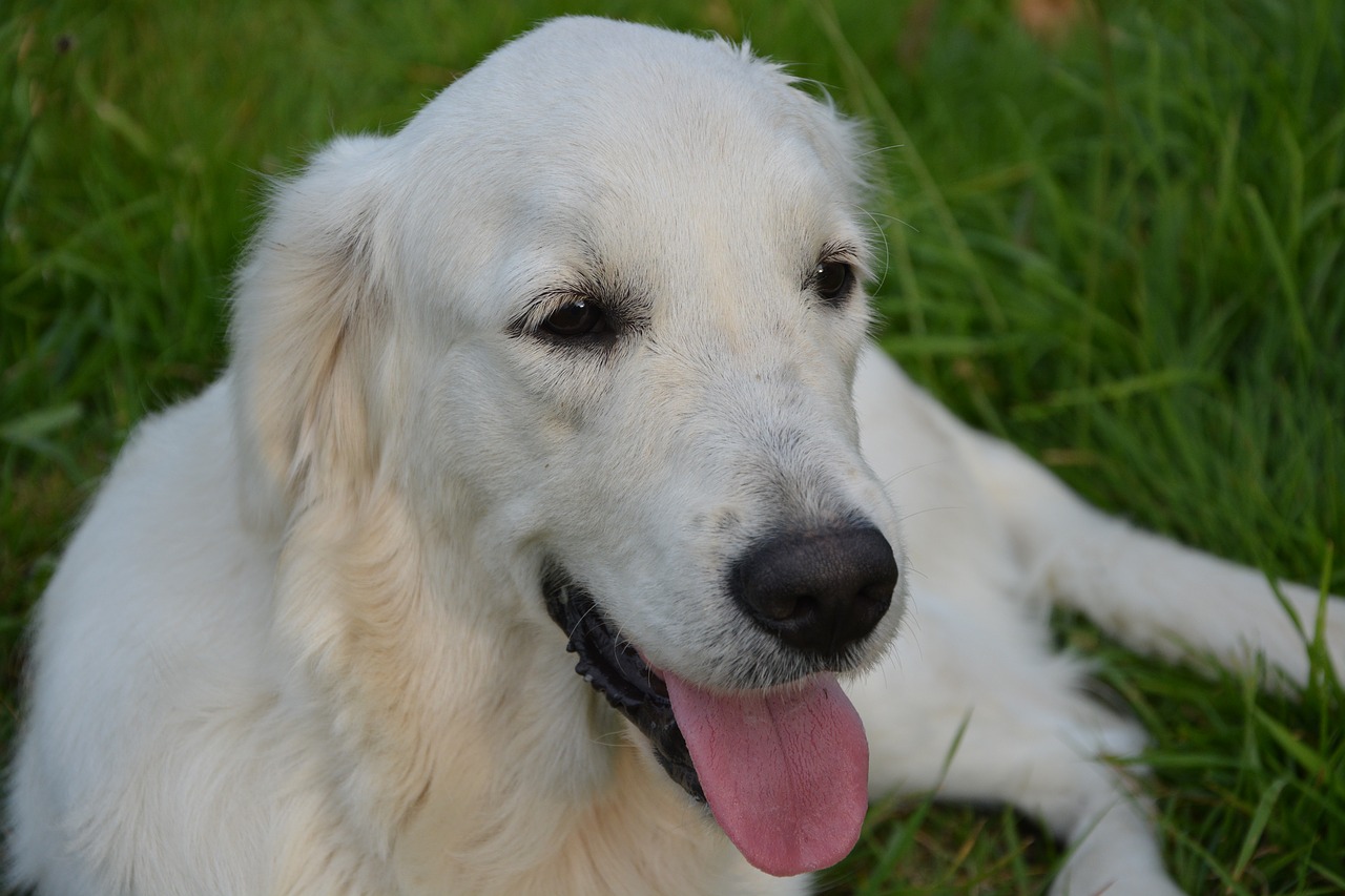 Image - dog golden retriever sunset calm