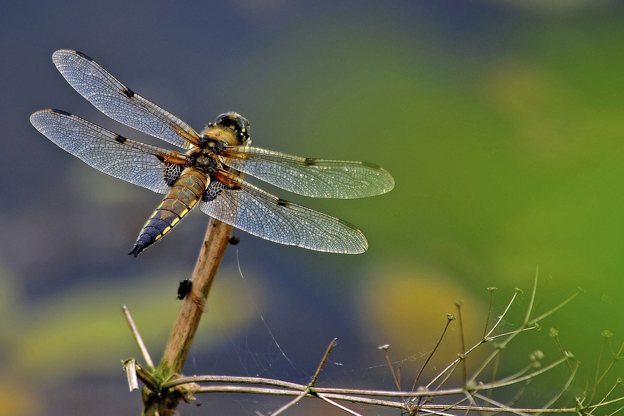 Image - dragonfly 4 spot chaser odonata