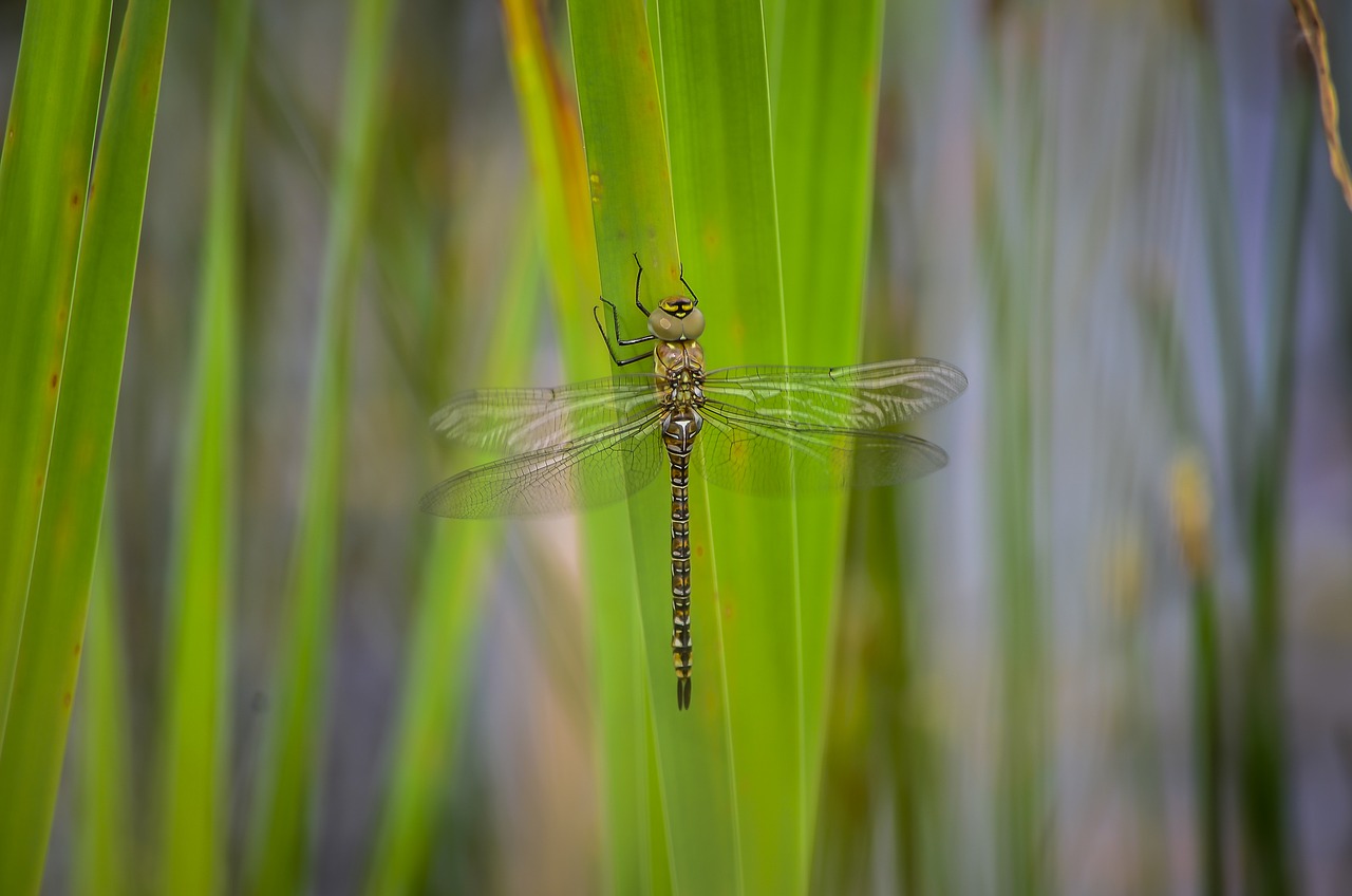 Image - dragonfly migrant hawker wildlife