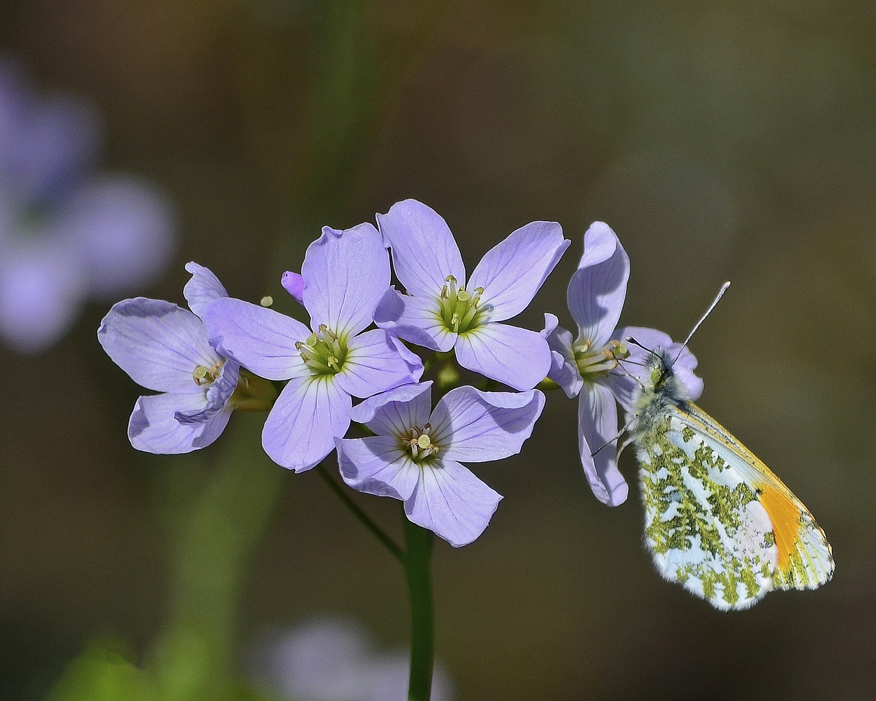 Image - butterfly orange tip wildlife