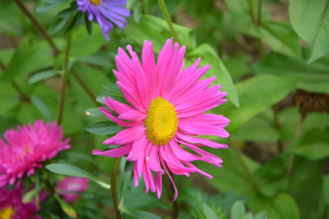 Image - flowers pink marguerite rose