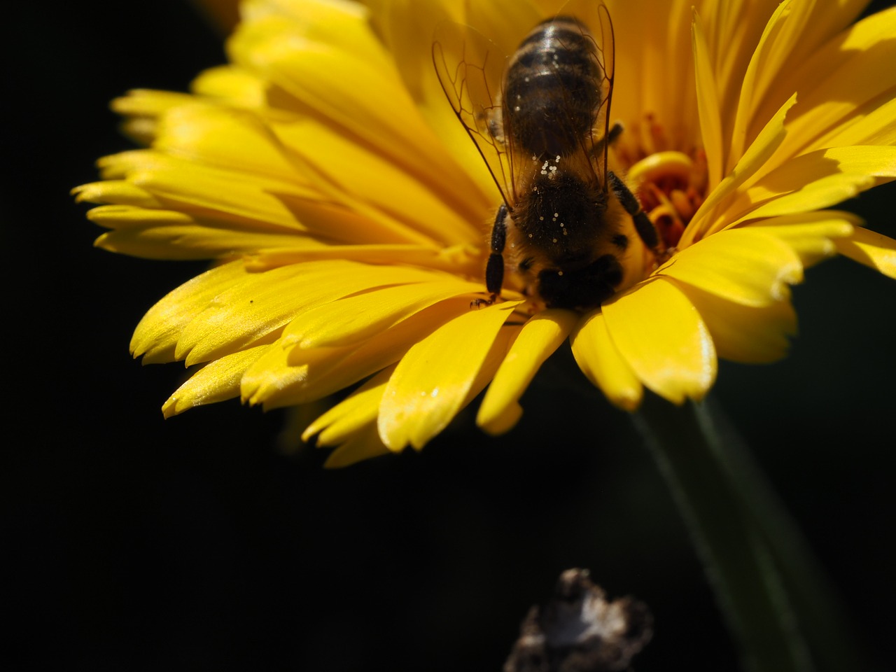 Image - bee honey foraging blossom bloom