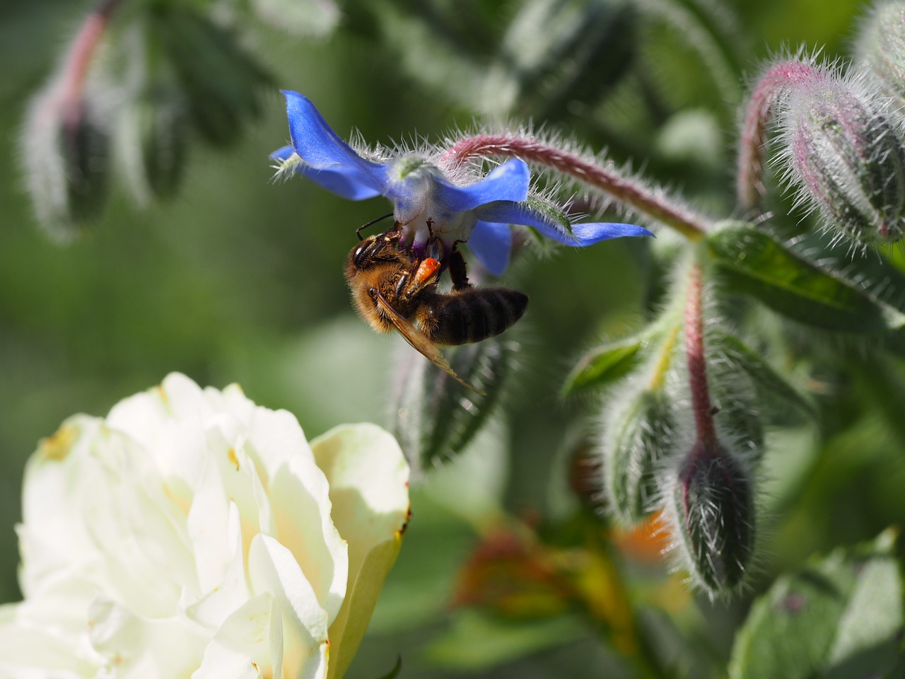 Image - bee foraging blossom bloom bio