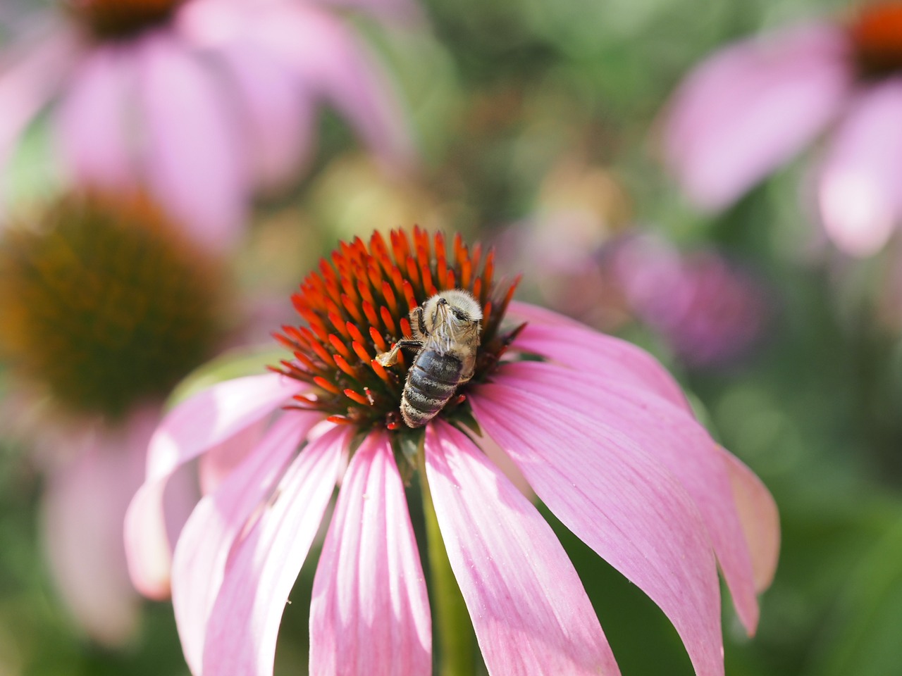 Image - bee honey foraging blossom bloom