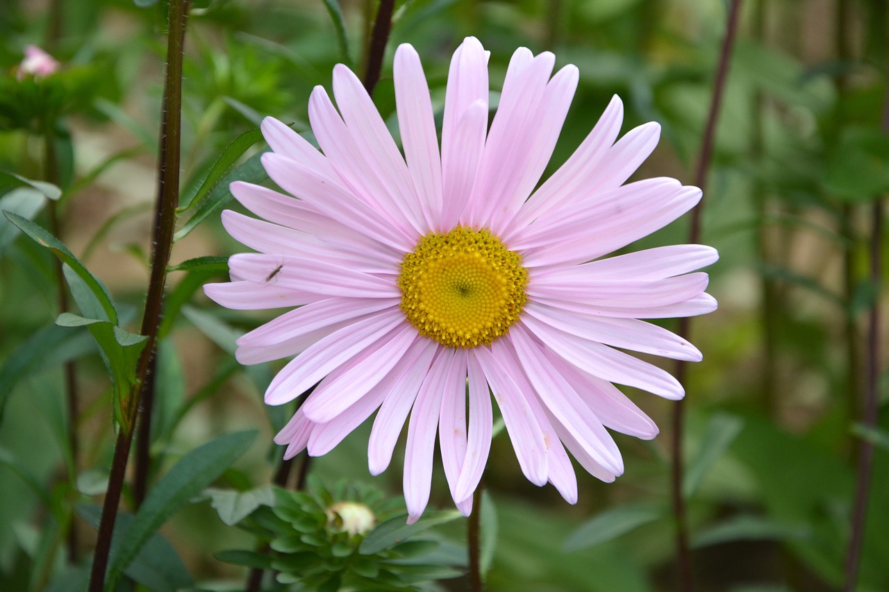 Image - flower daisy pale pink petals